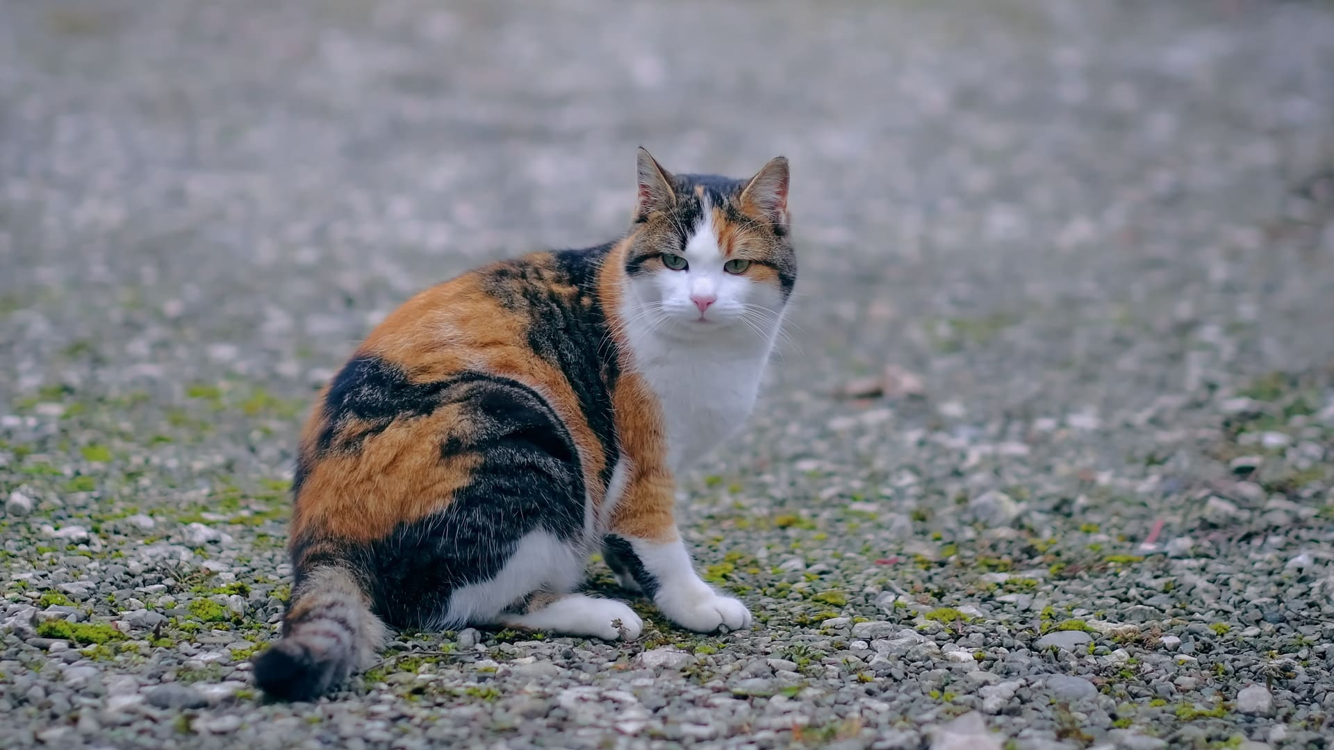 Assurance pour chat de gouttière