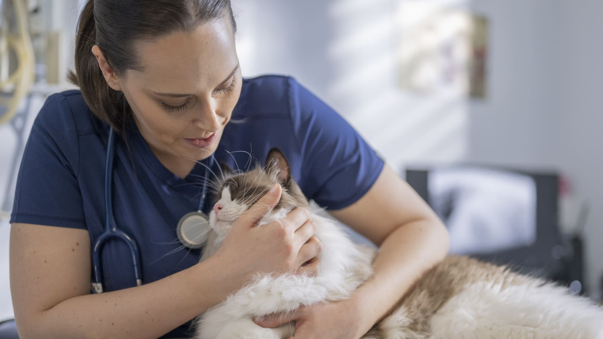 Castration et stérilisation du chat