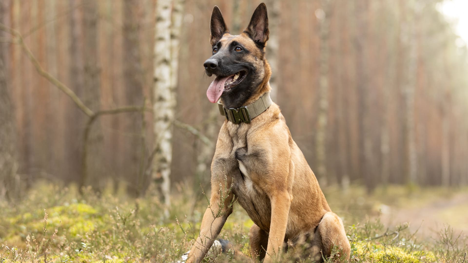 Assurer un berger belge malinois