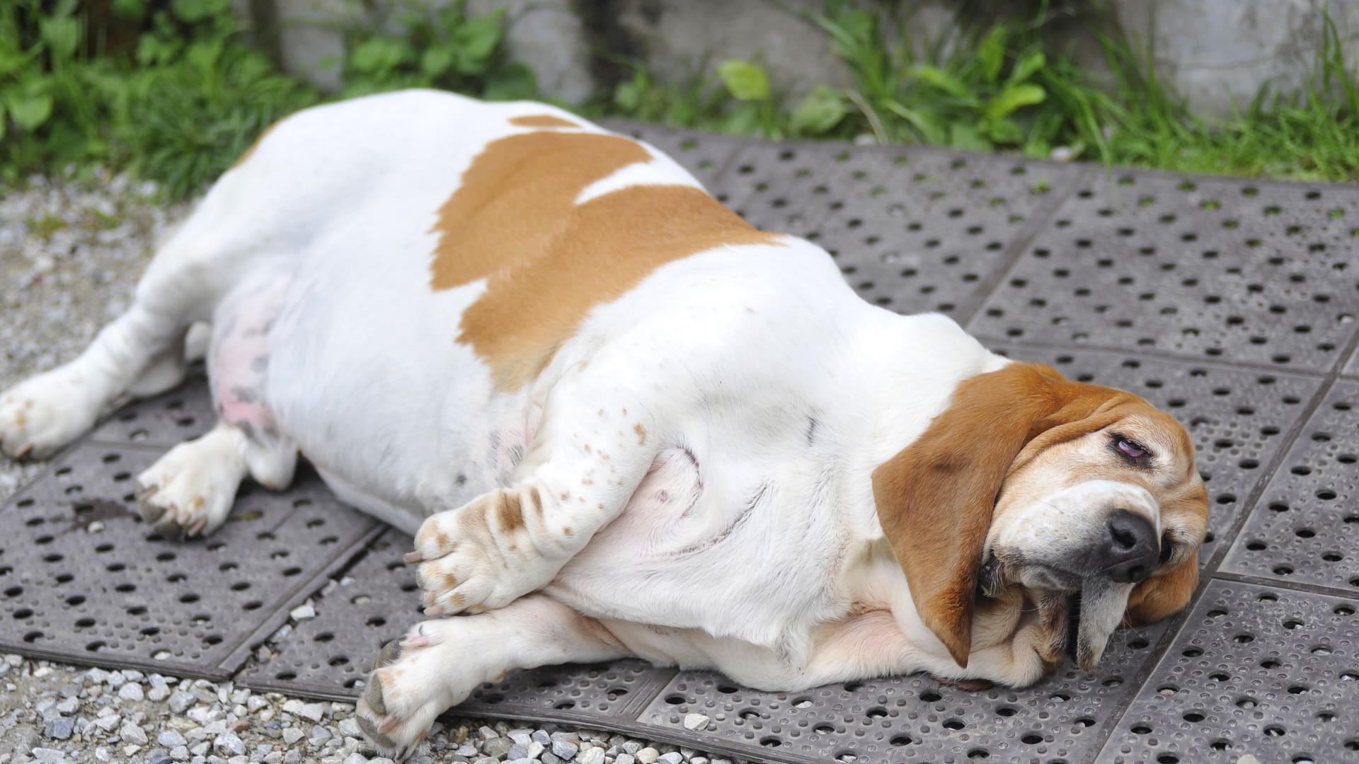 chien obsese