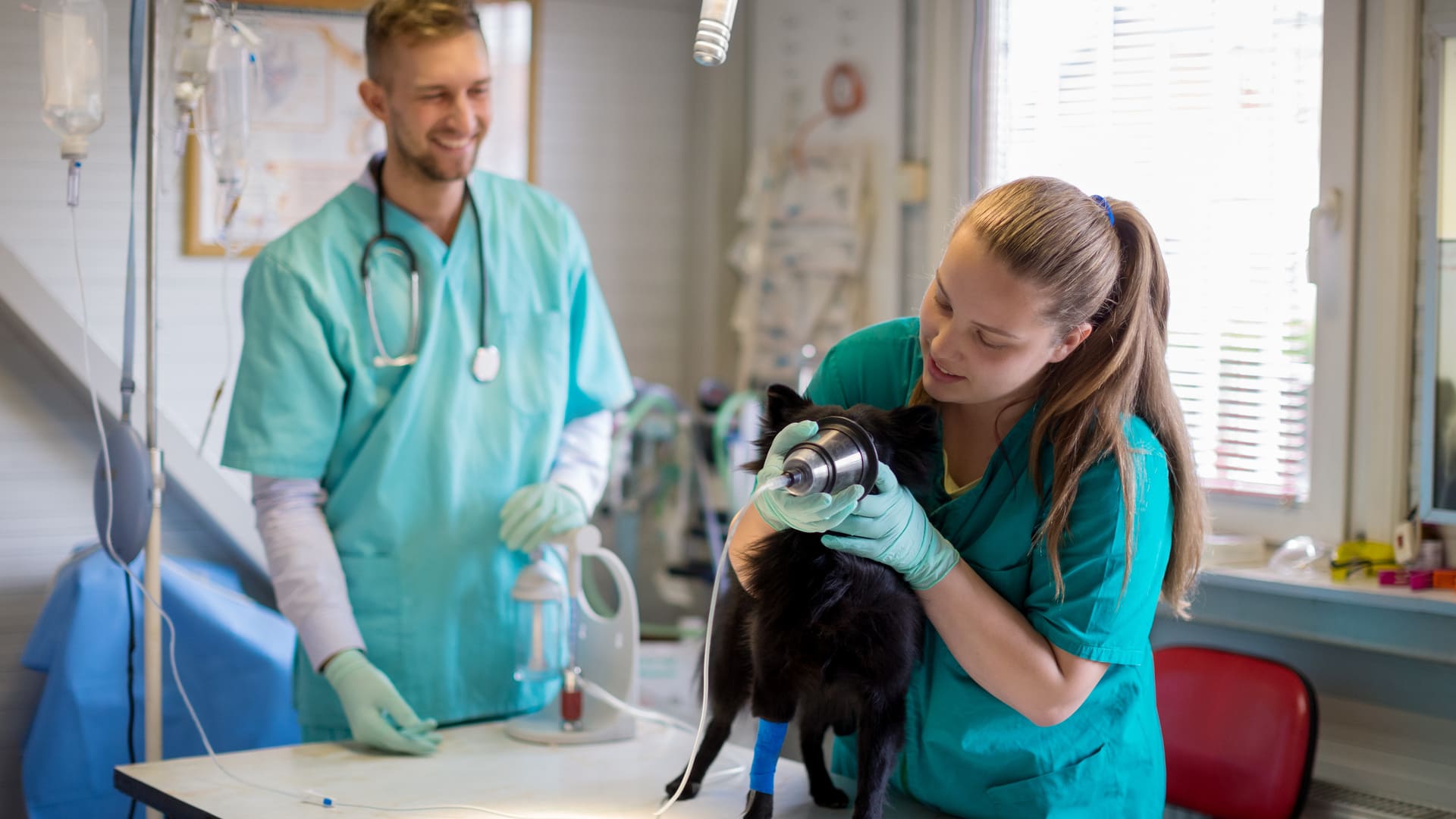 Quel est le prix pour l’hospitalisation d’un chien ?