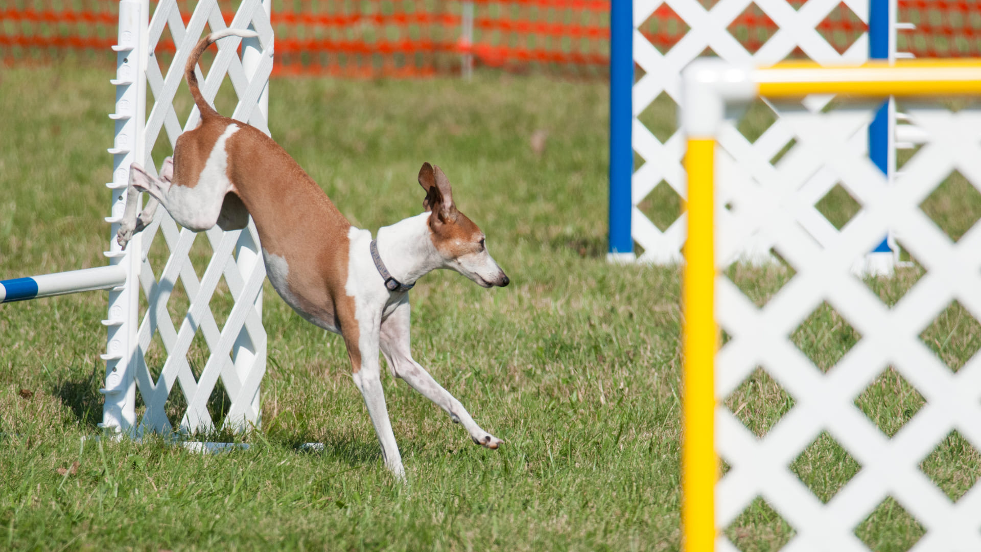 Assurance pour chien de concours