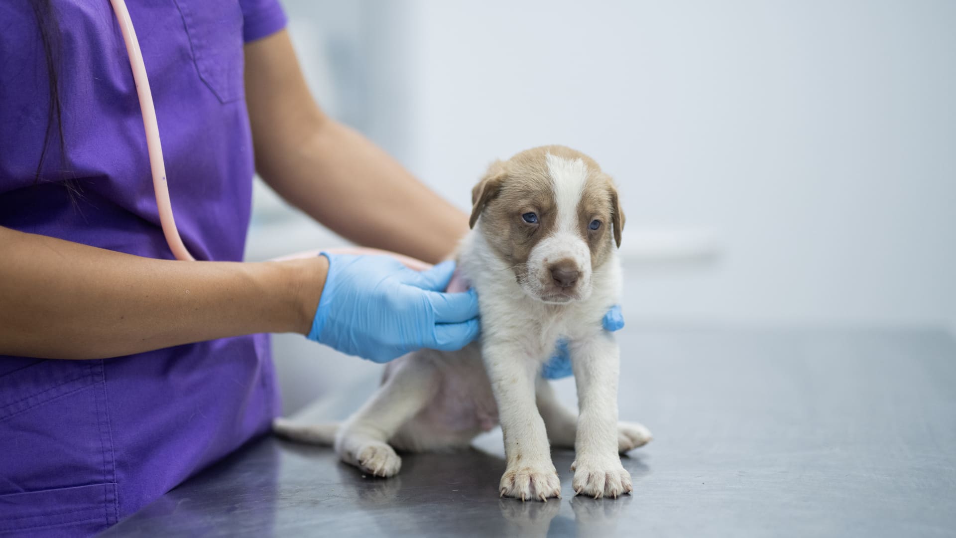 Assurance chiot (mutuelle santé)