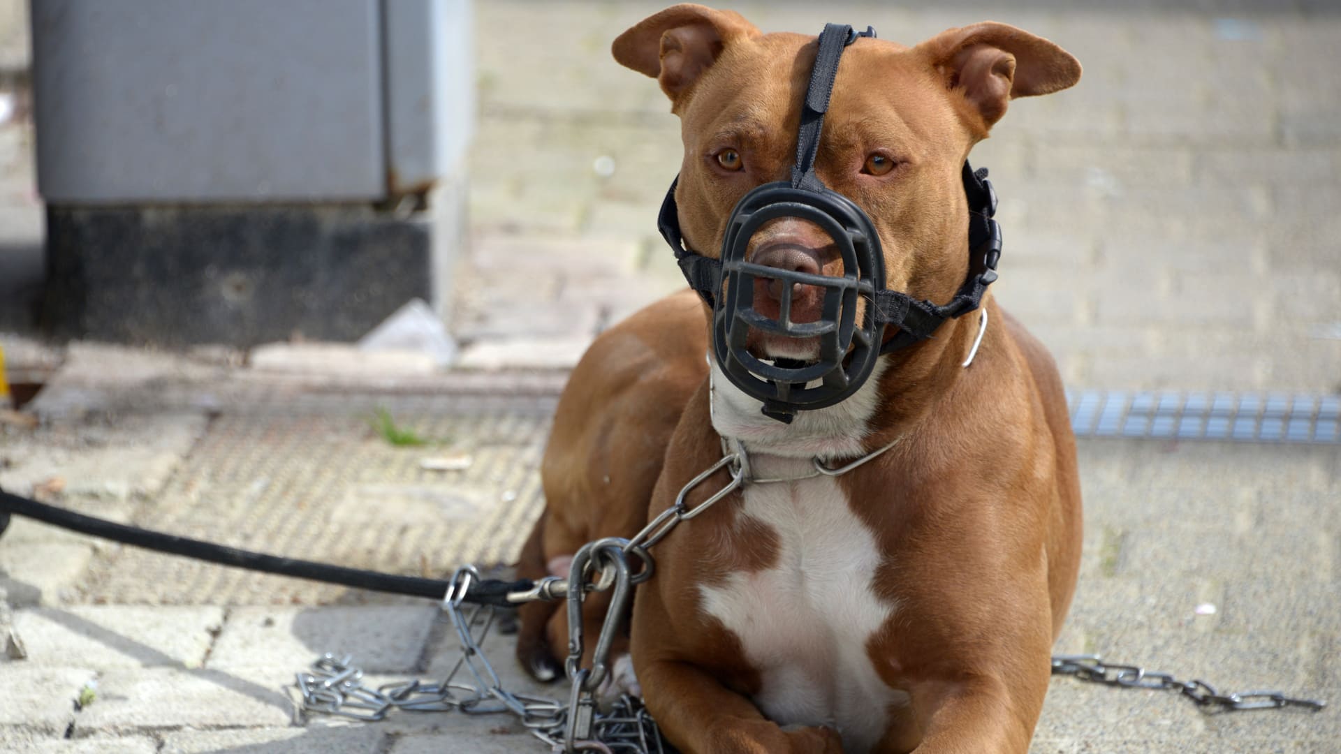 Mutuelle chien dangereux