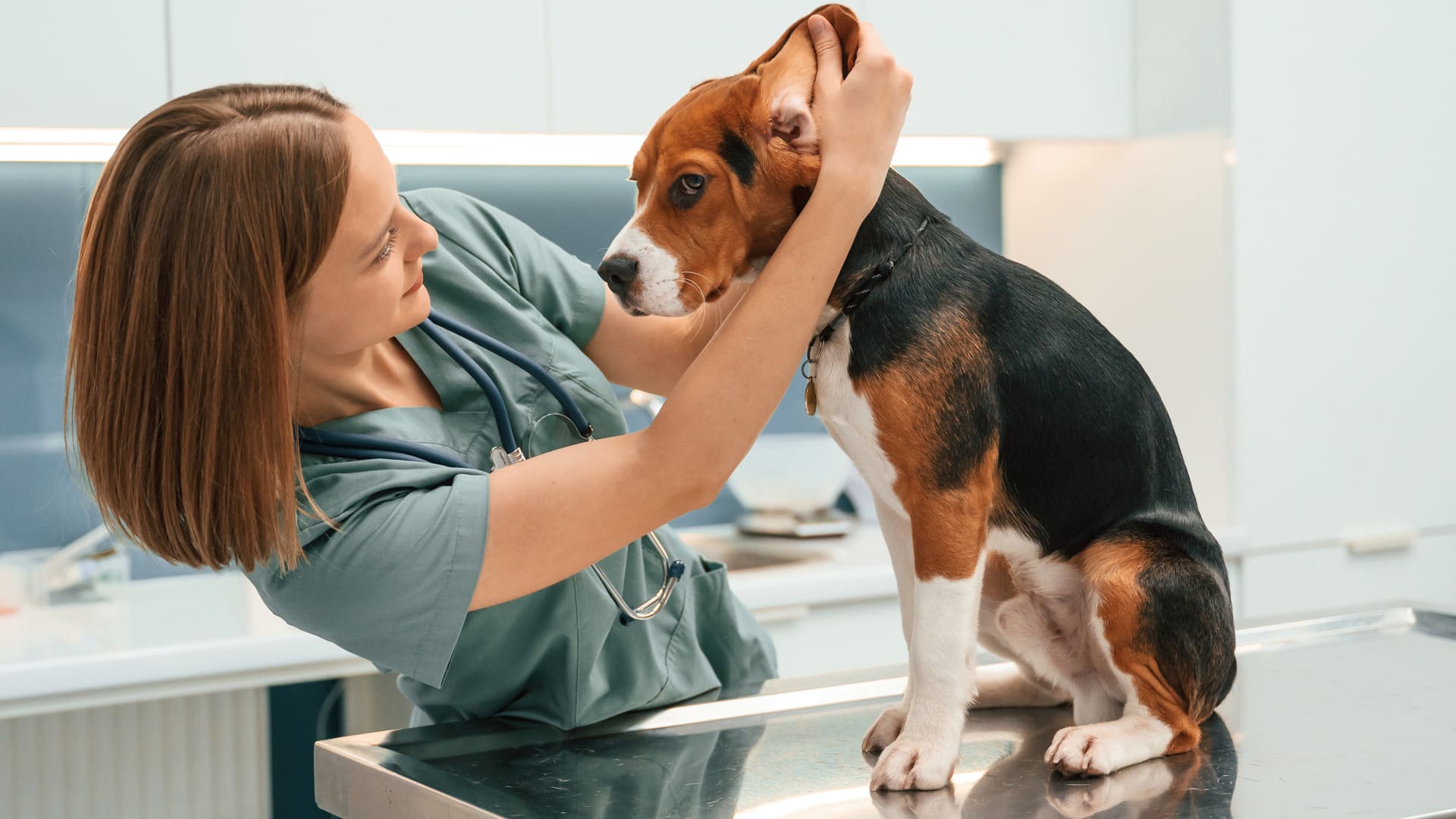 garantie assurance animaux