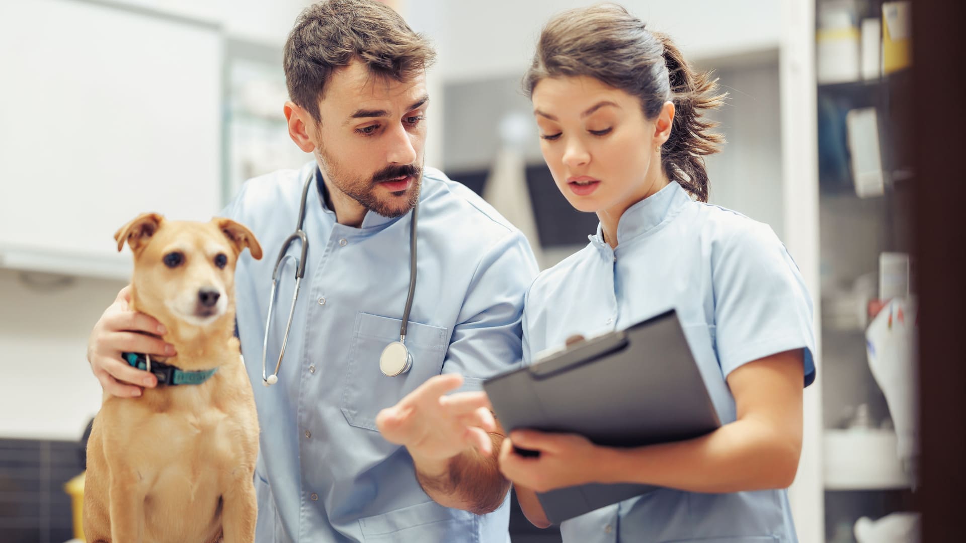 Dermatite chez le chien