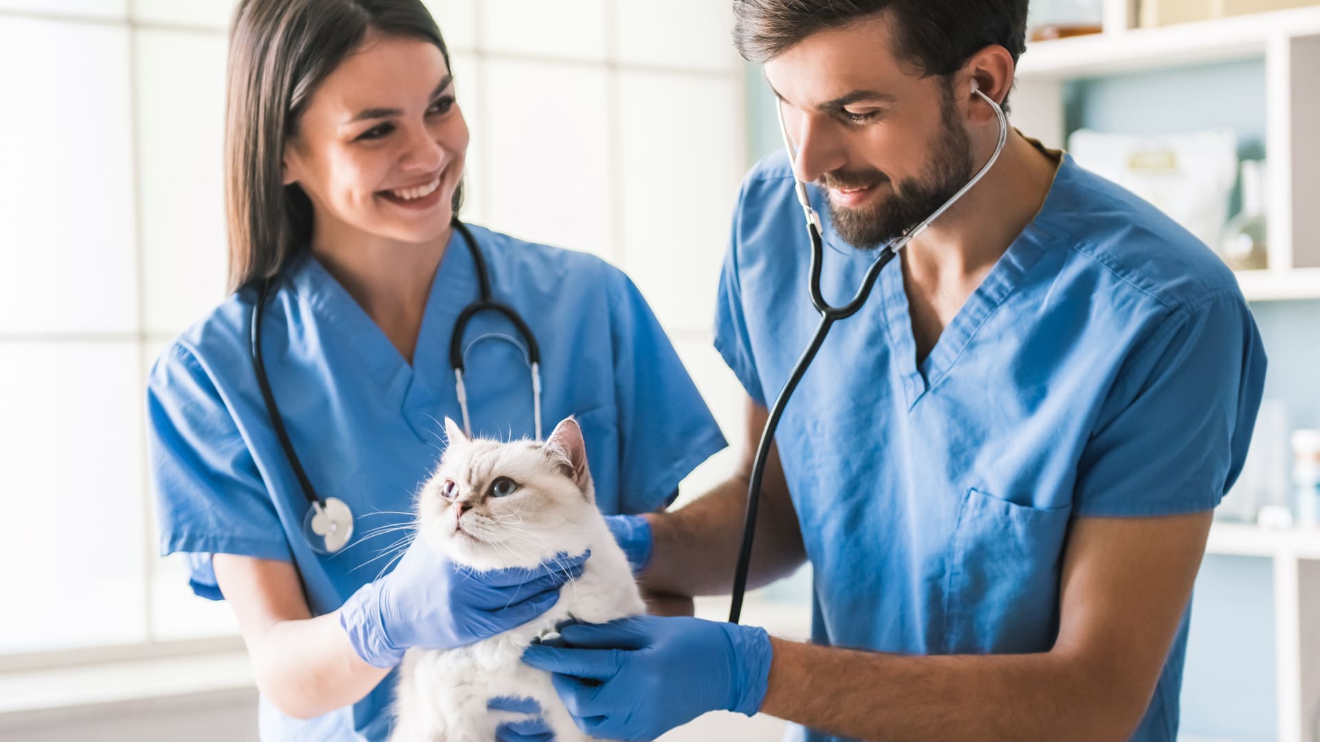 Détartrage chez le chat
