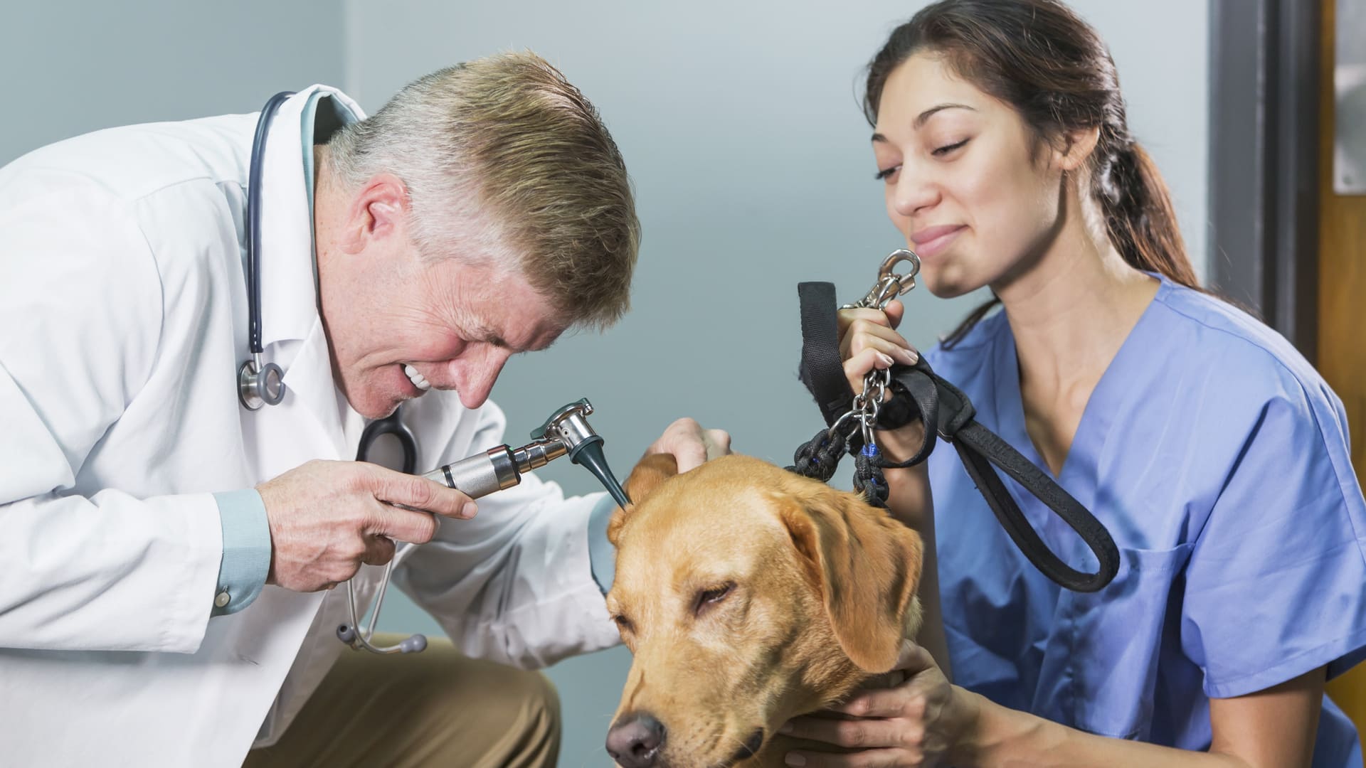 Dysplasie de la hanche chez le chien