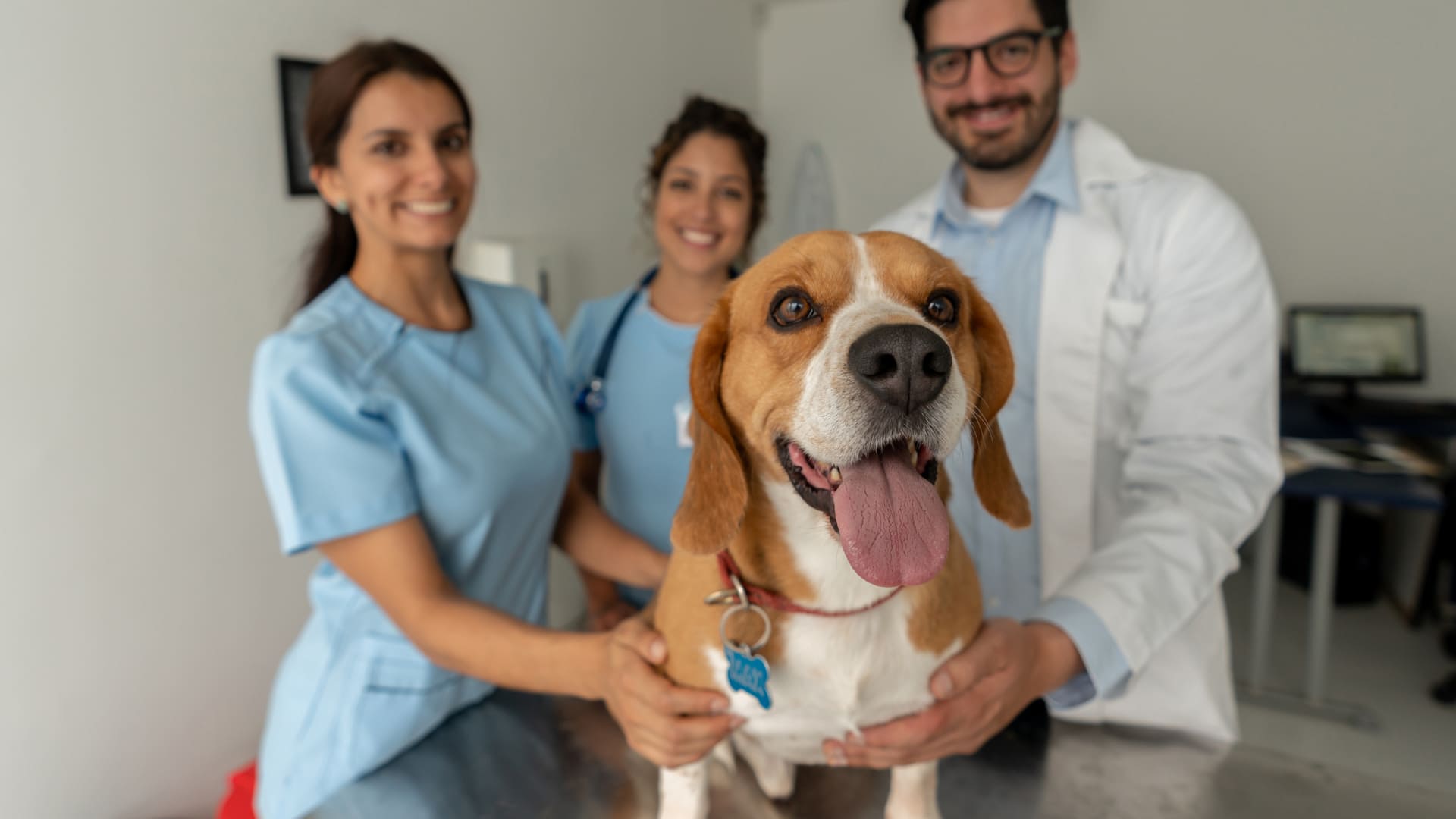 épilepsie chez le chien