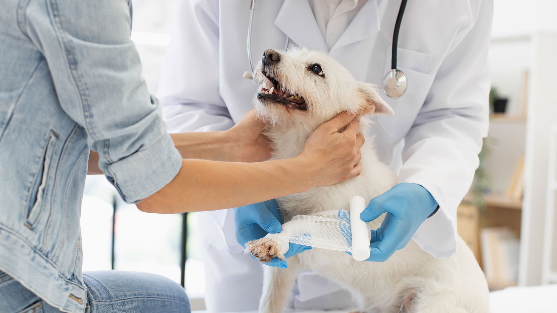 Fracture du fémur chez le chien