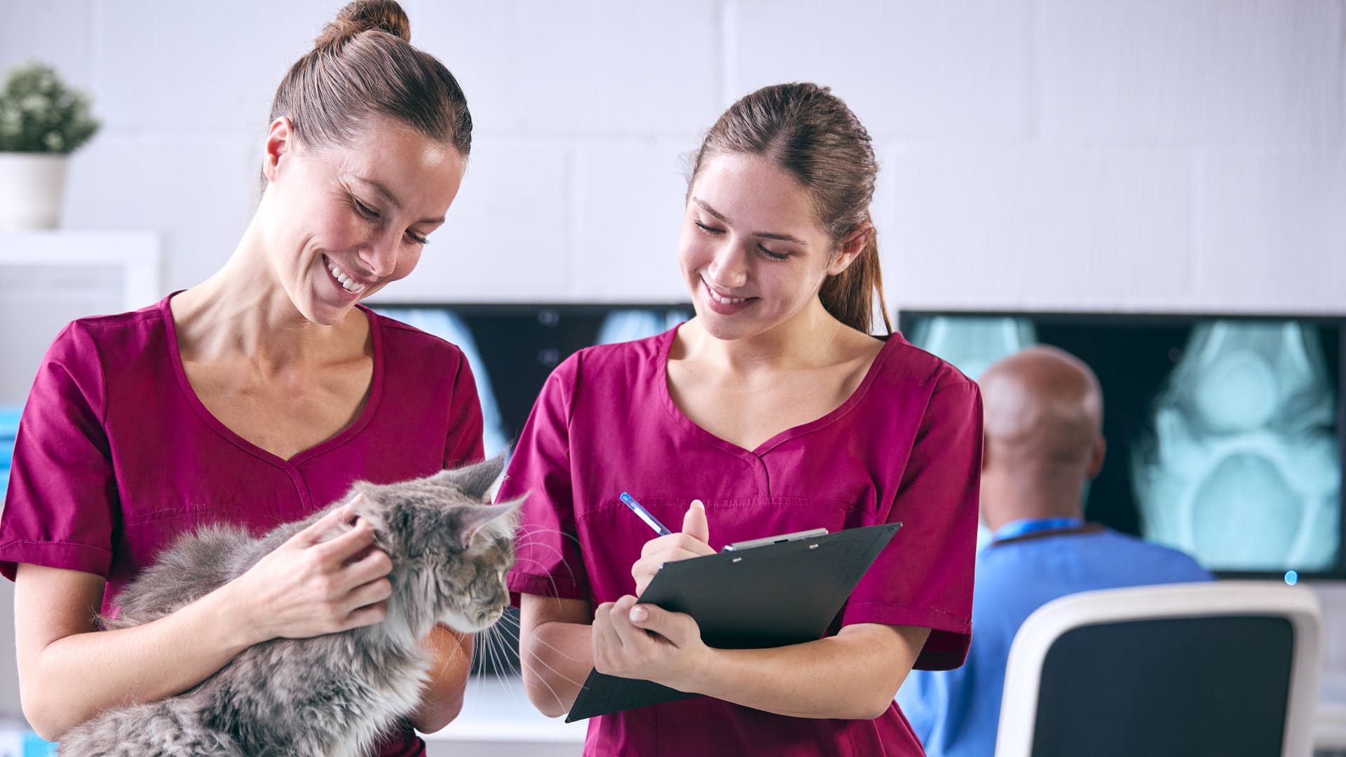 Frais vétérinaires pour un chat