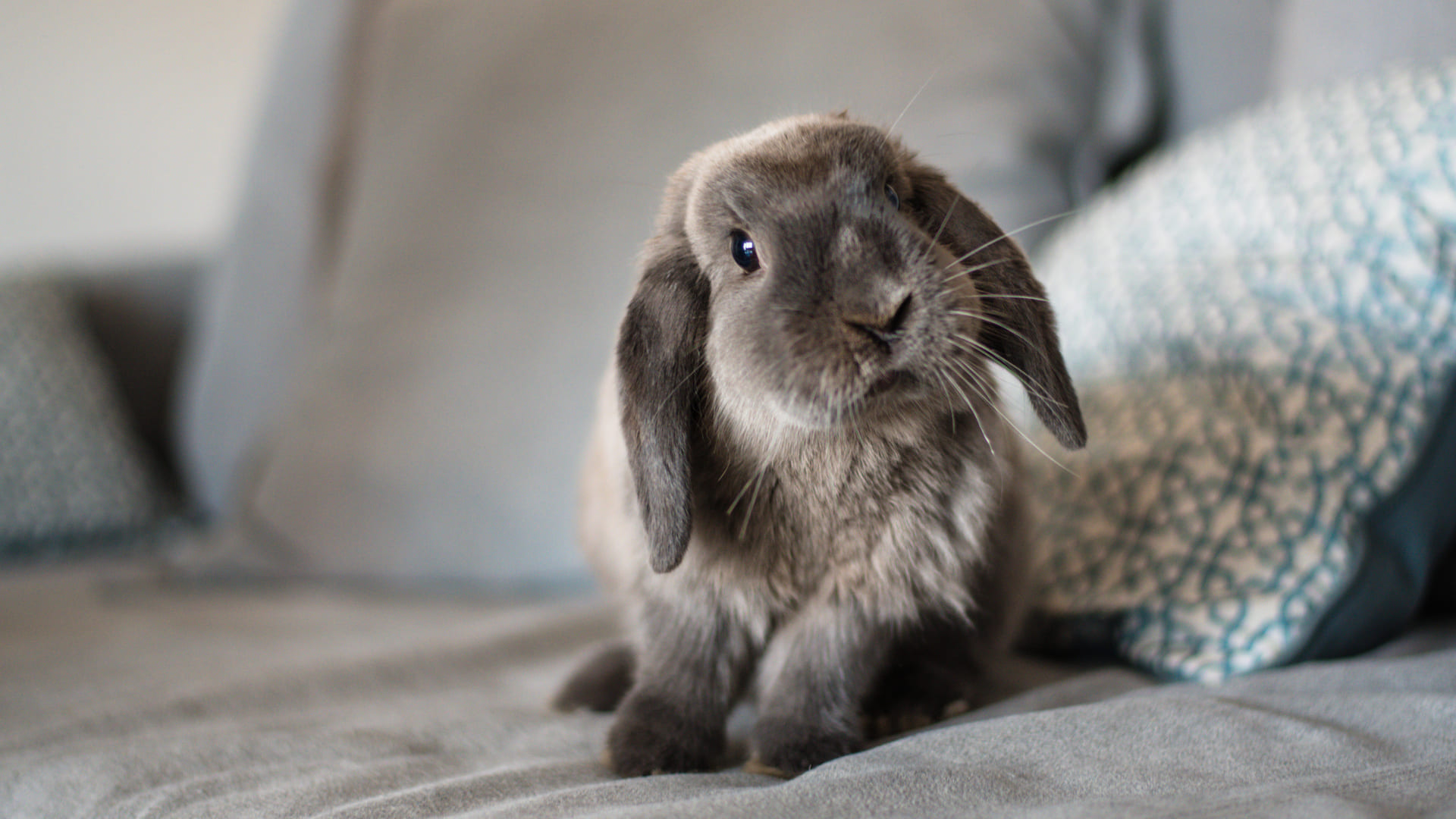 Identification du lapin