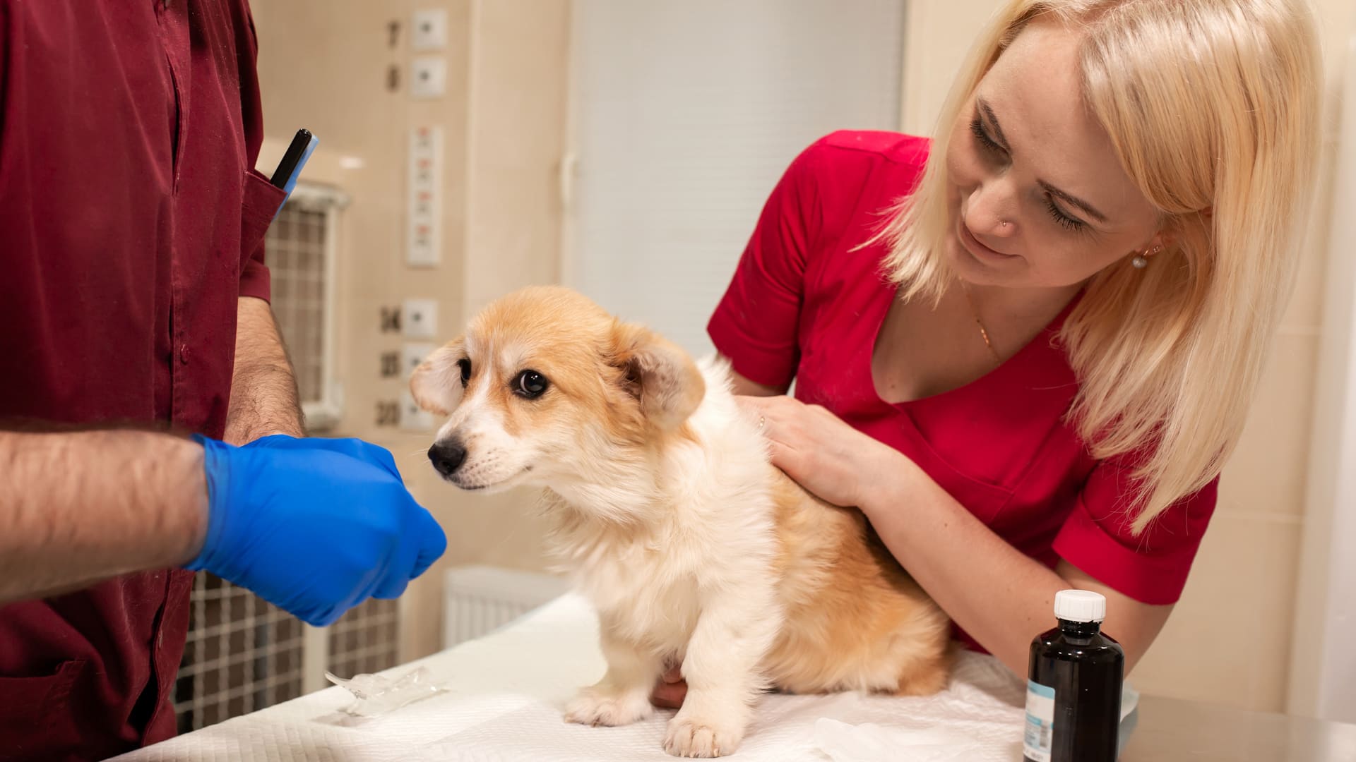 Intoxication alimentaire chez le chien