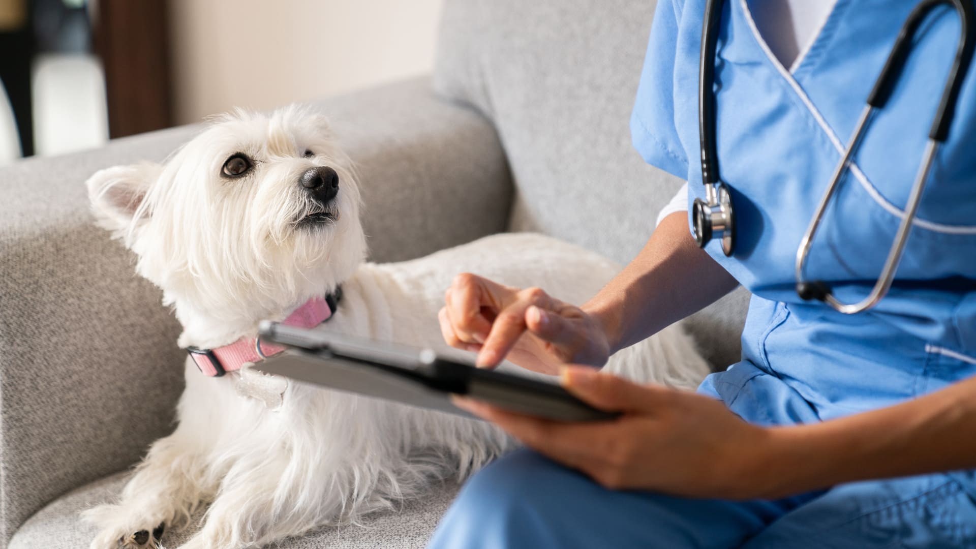 Intoxication aux mycotoxines chez le chien