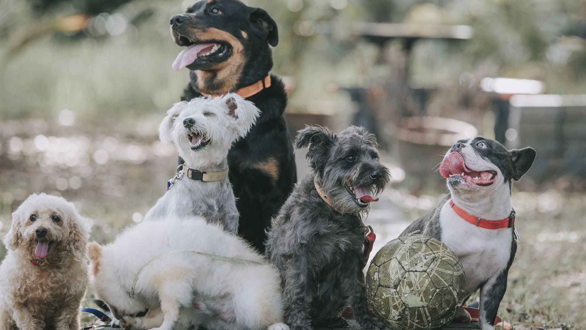 Races de chien officielles (SCC)