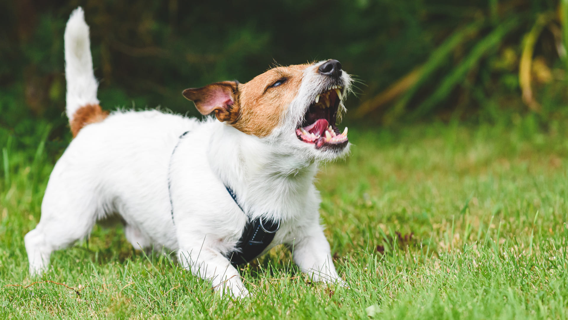 Mon chien a mordu une personne : que faire