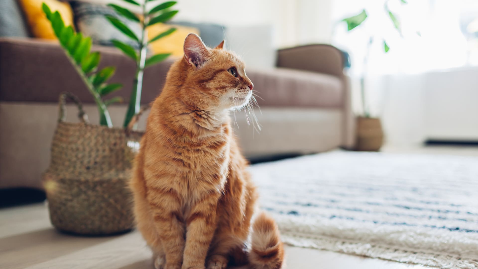 Assurance pour chat d'intérieur et chat d'appartement