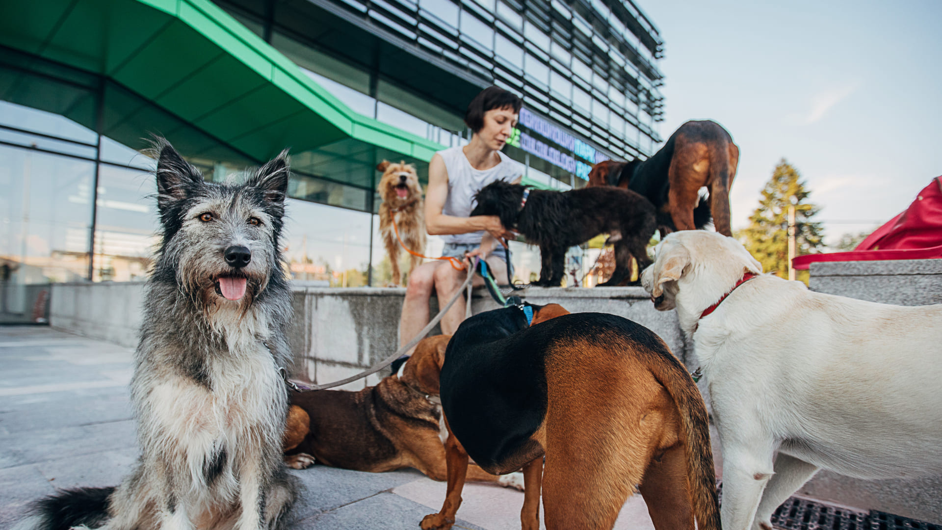 Assurance chien par race