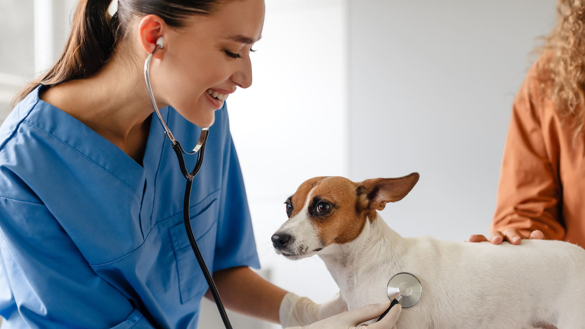 Myélopathie dégénérative chez le chien
