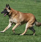 Assurer un berger belge malinois