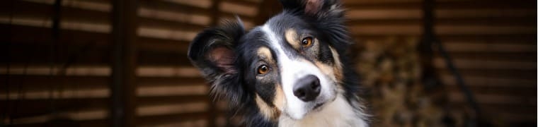 Quelle assurance animaux pour un Border Collie ?