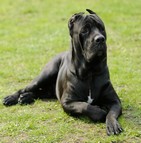 assurance cane corso