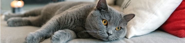 Assurance chat pour un British Shorthair 