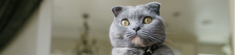 Assurance Scottish Fold