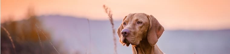 assurance chien de chasse