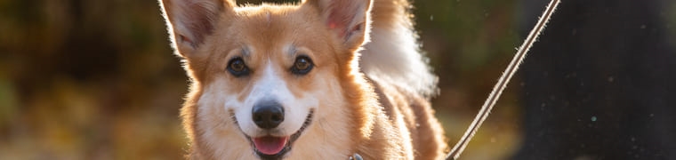 Quelle assurance animaux pour un Welsh Corgi ?