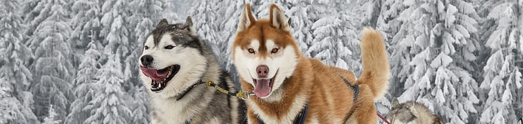 husky, assurance animaux, mutuelle animaux