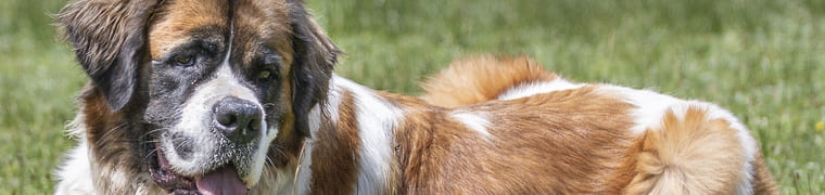 mutuelle saint bernard, assurance saint bernard