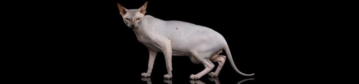 assurance pour un chat sphynx