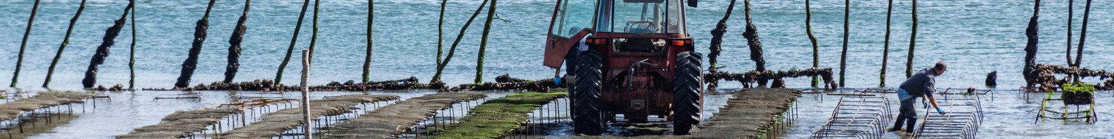 Bassin d'Arcachon : la filière huître touchée par une crise sanitaire