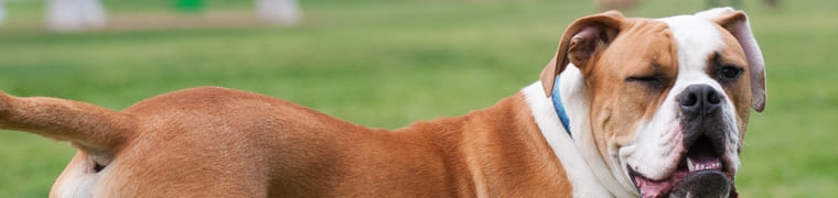 assurance santé boxer