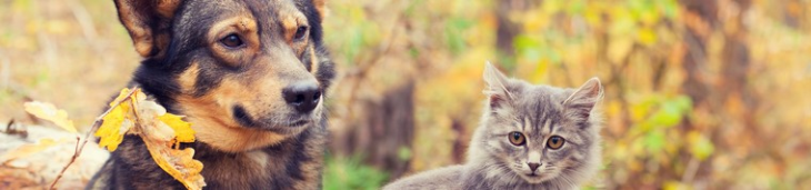 Critères pour assurer son animal de compagnie