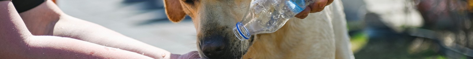 Interdiction des points d’eau de la Citadelle à Lille aux chiens