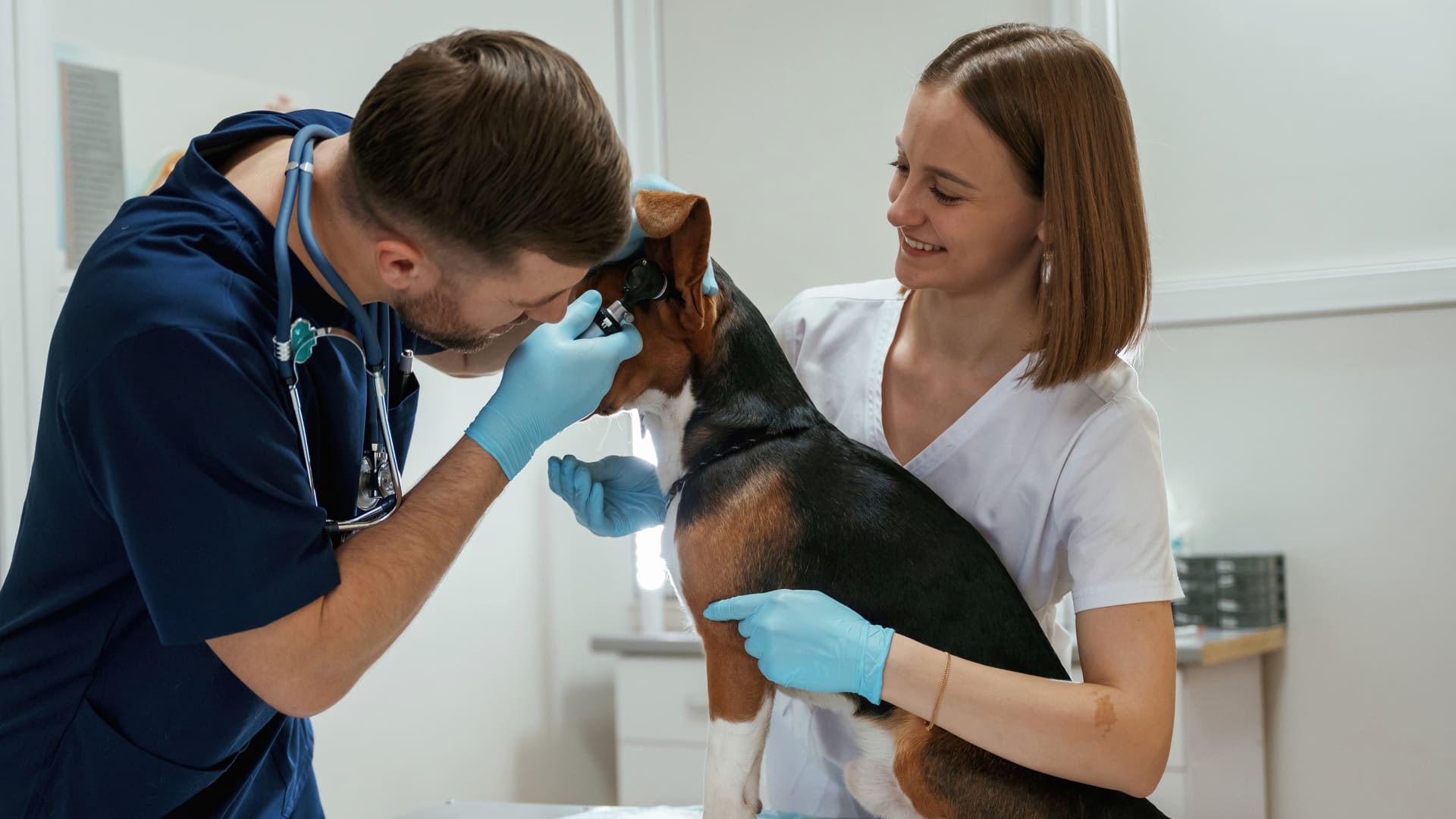 Quel est le prix d’une opération sur un chien ? 