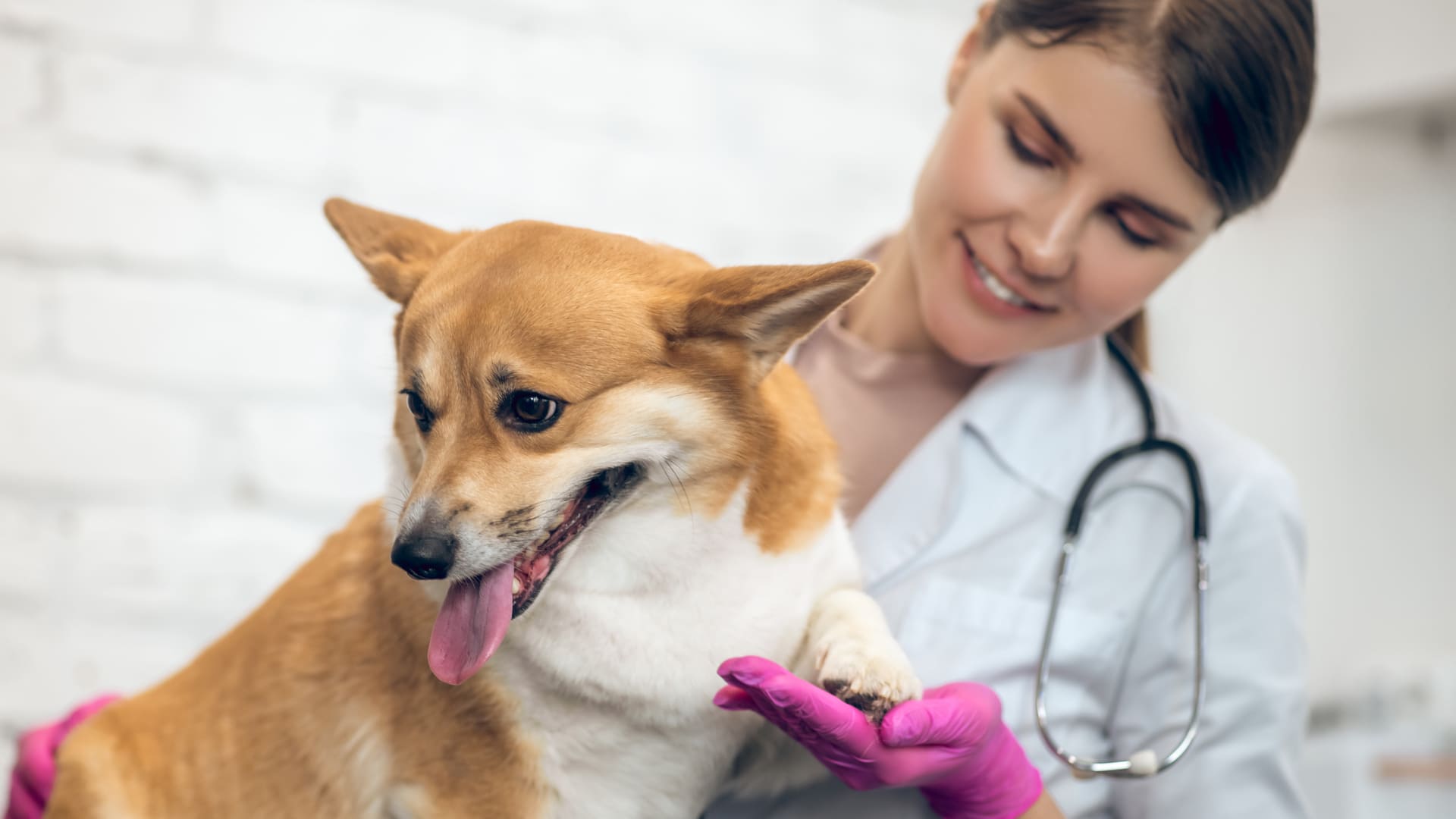 Pancréatite chez le chien