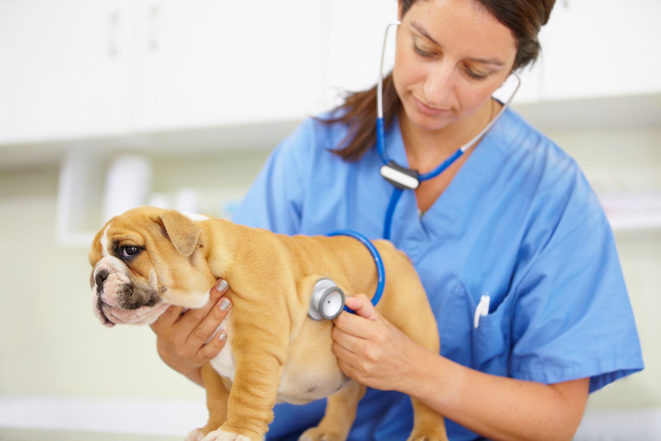 Peu de Français souscrivent une assurance santé pour leur animal de compagnie