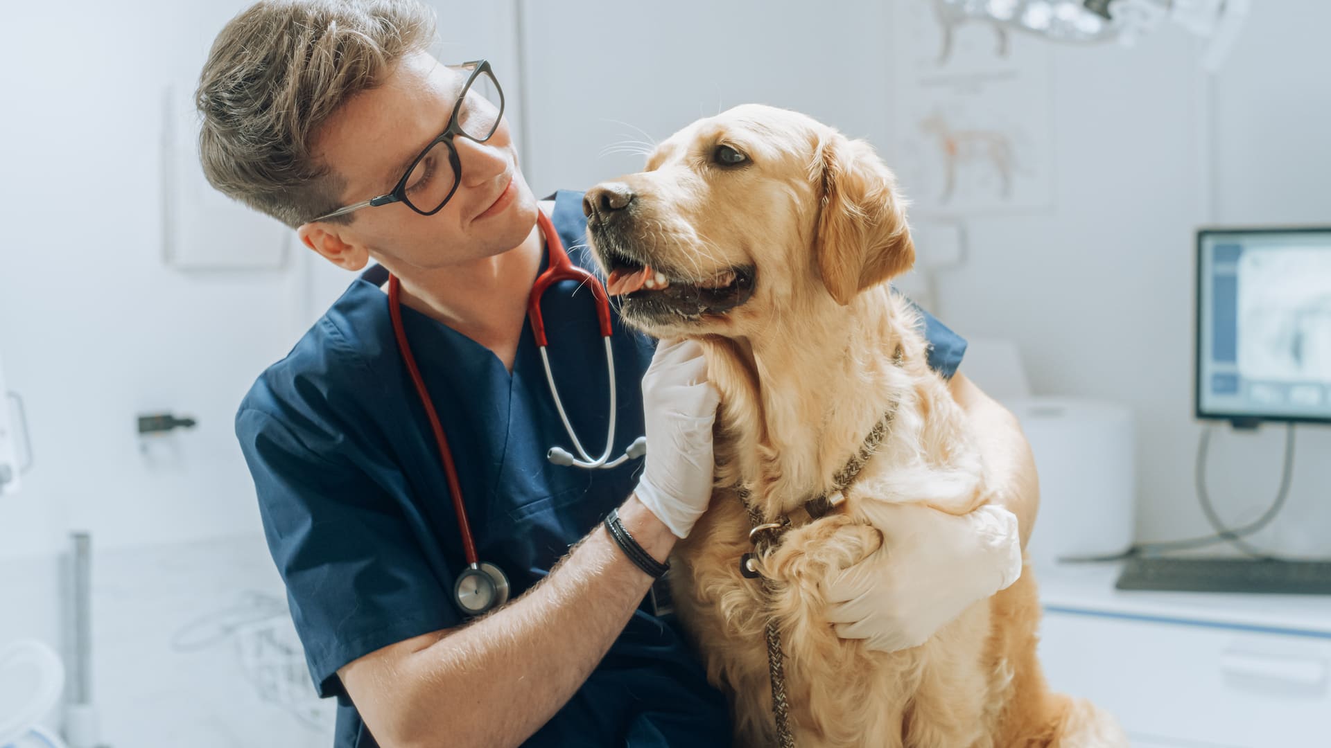  Quel prix pour le tatouage d’un chien ?