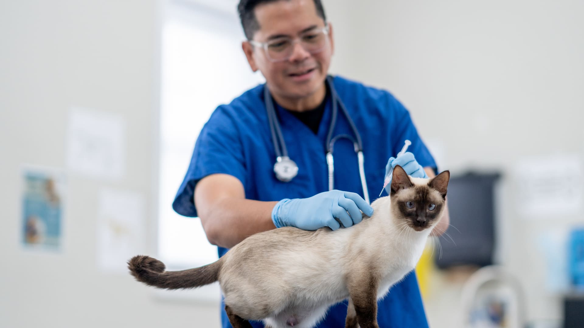 La vaccination chez le chat 