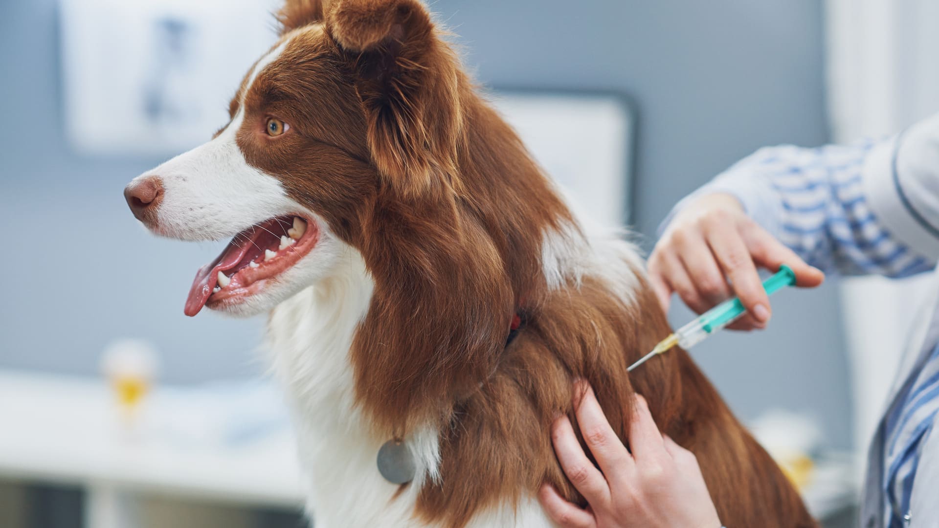  La vaccination du chien 