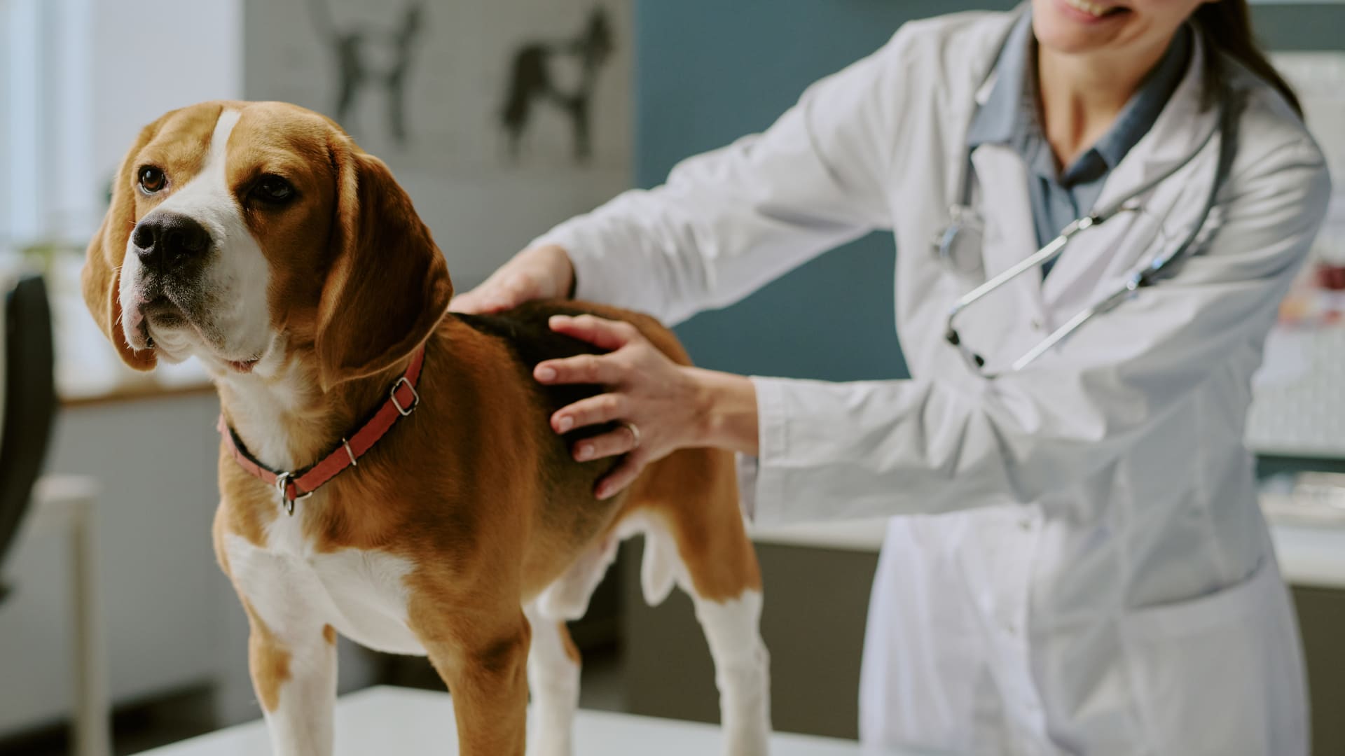 Castration et stérilisation du chien