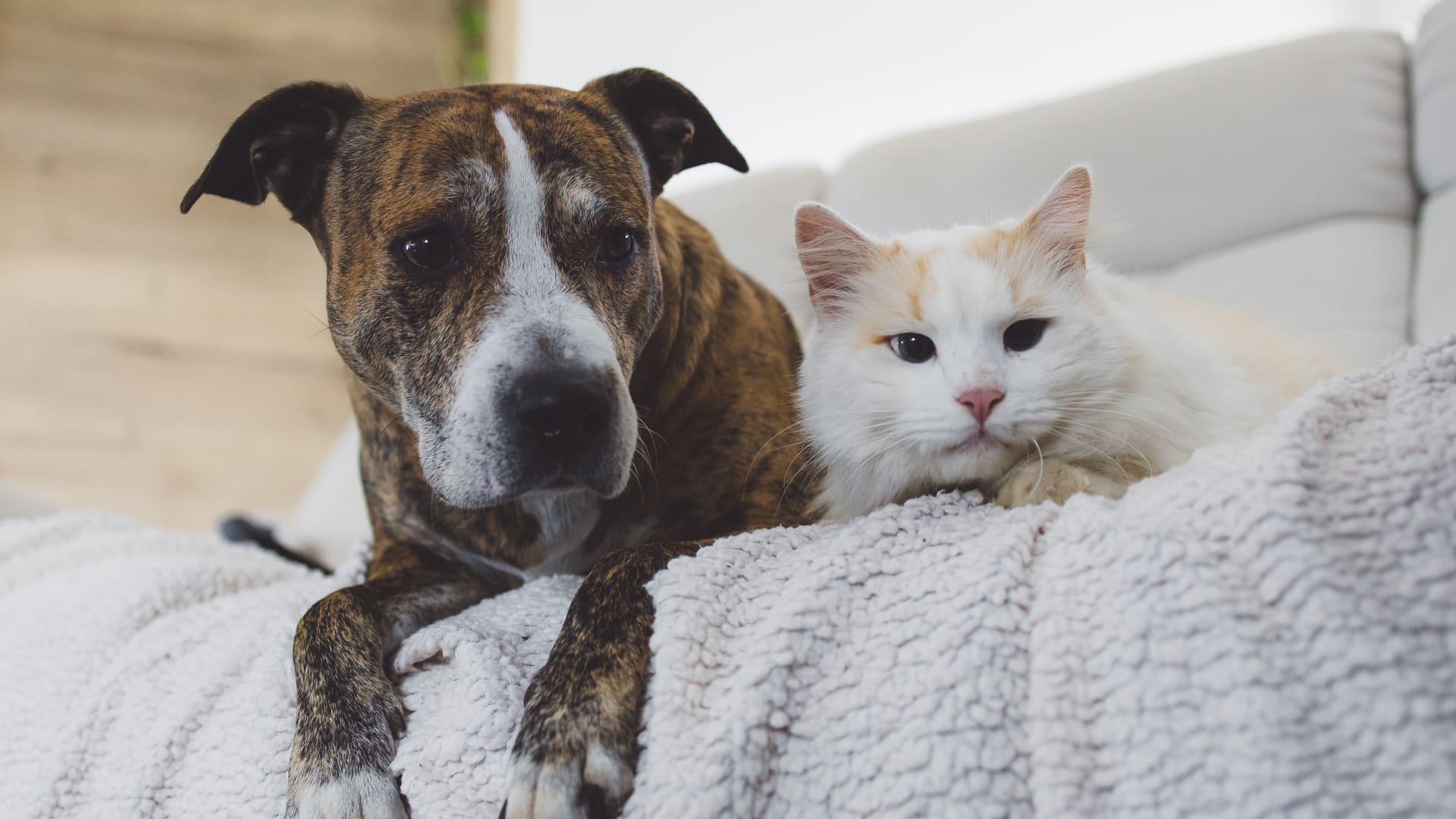 Sécurité Animale : garanties et responsabilités à considérer dans votre assurance