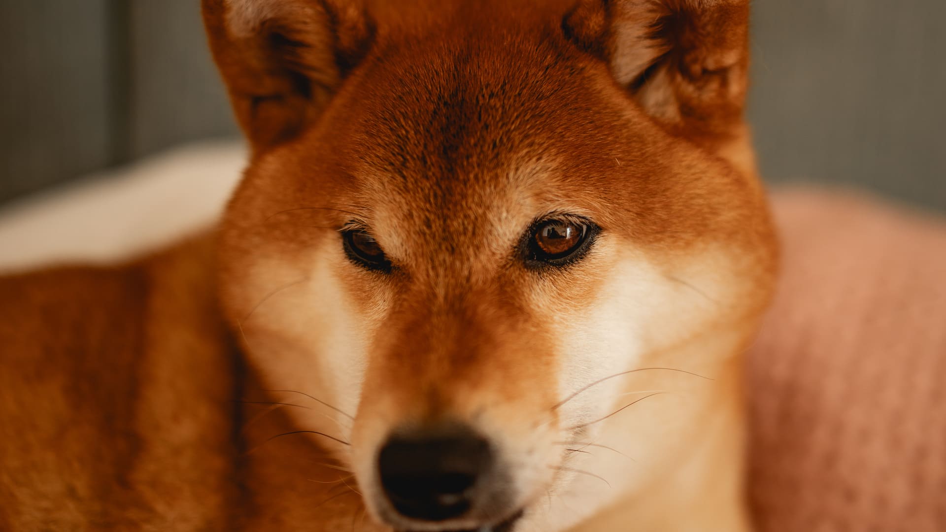 Assurance Shiba Inu