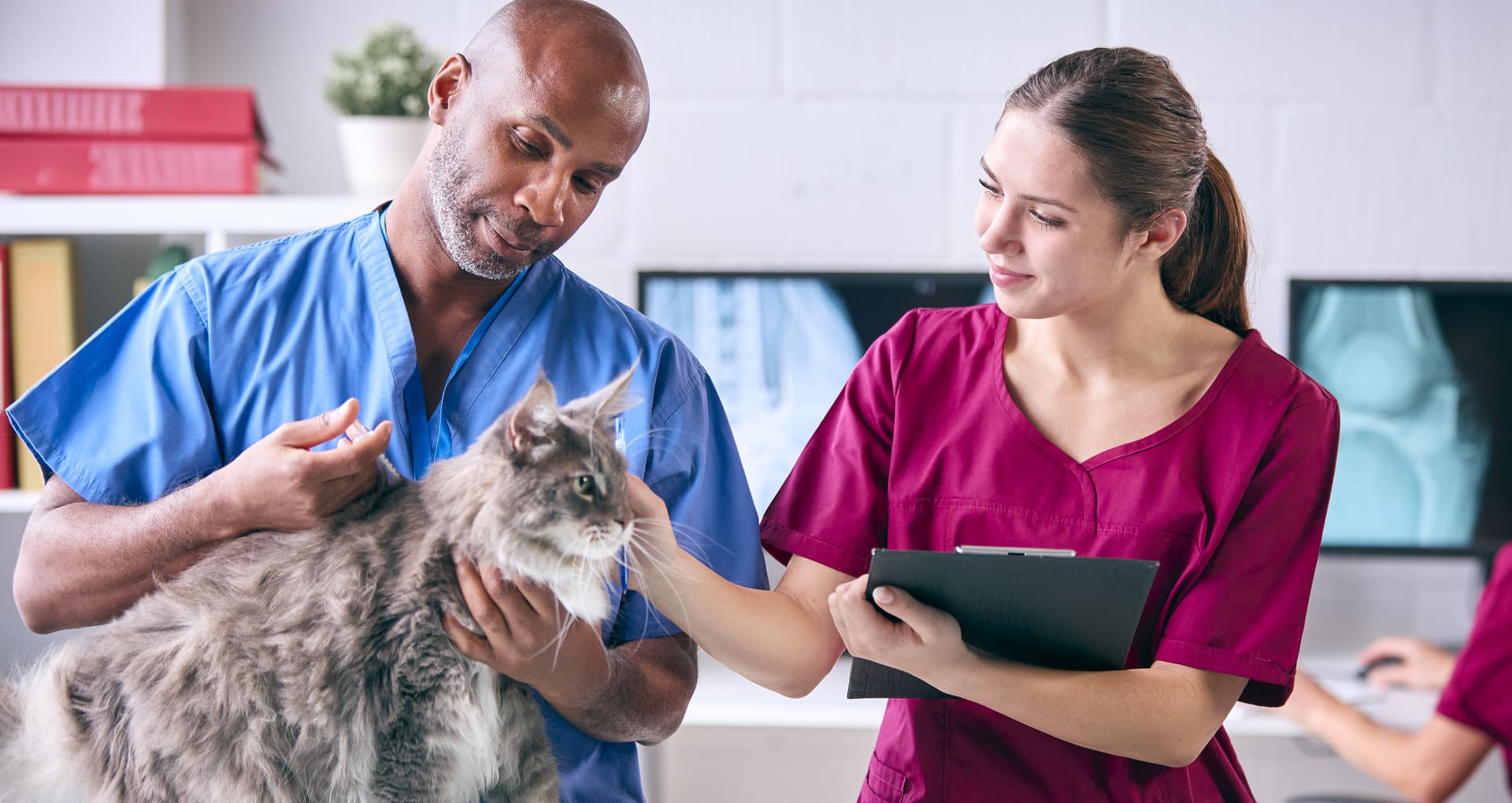 Combien coûte une opération pour un chat ? 