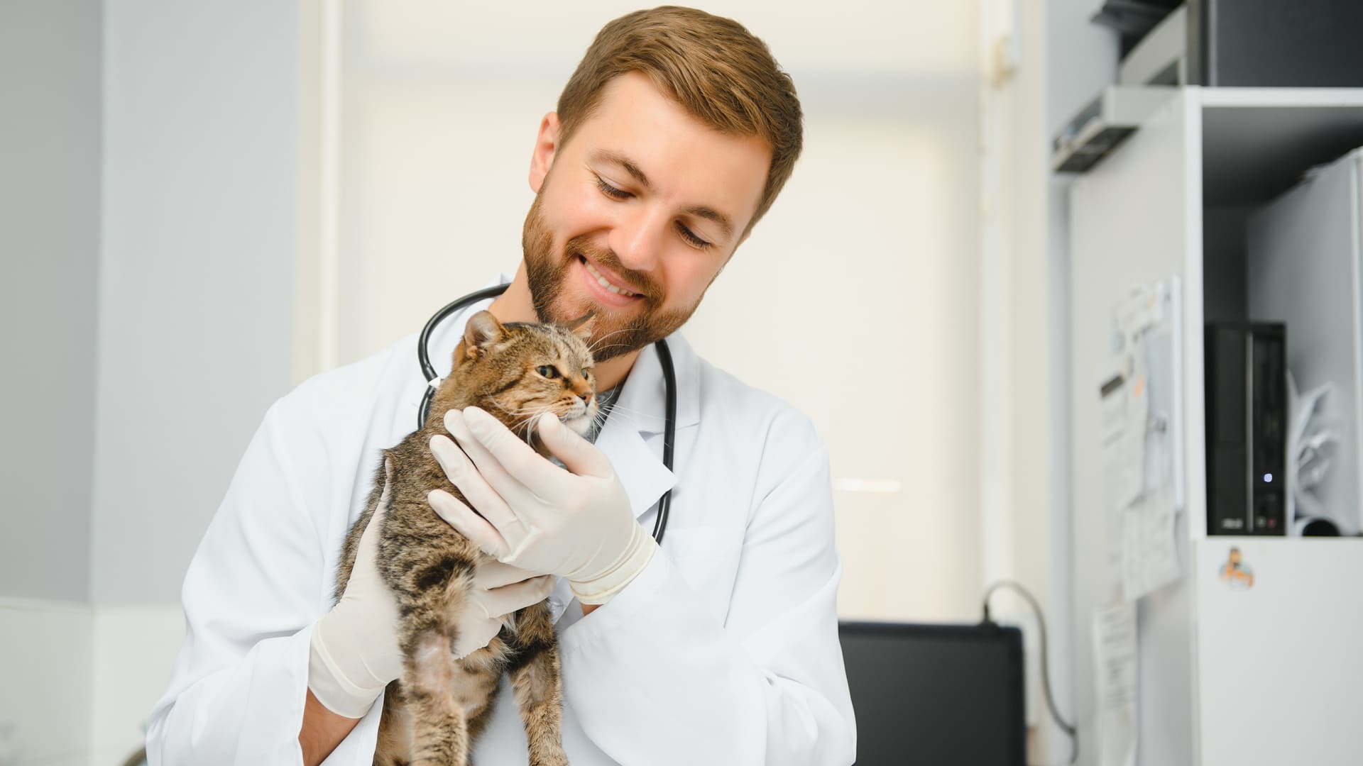 Quel est le prix du tatouage ou de la puce d’identification pour un chat ? 