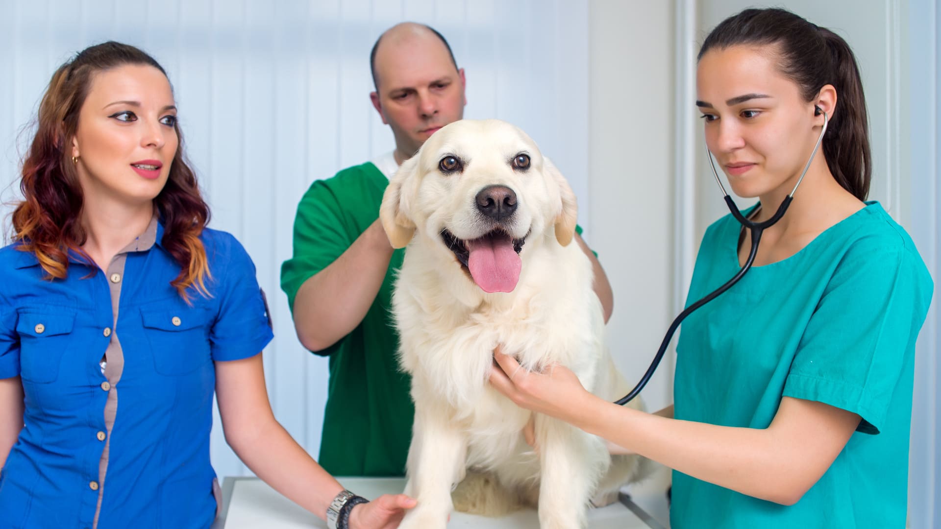 La torsion d'estomac chez le chien