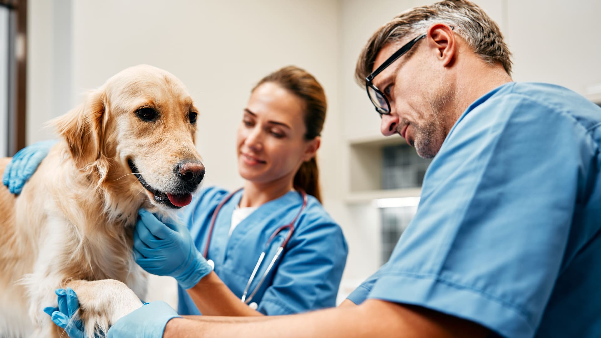 Toux du chenil chez le chien
